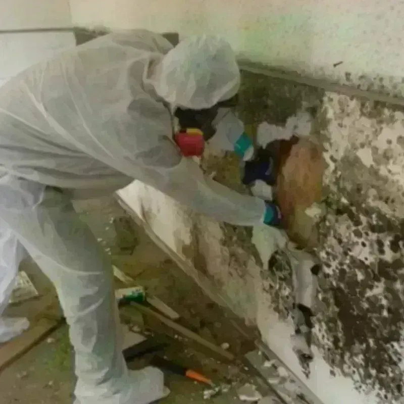 Mold Remediation and Removal in Twin Lakes, FL